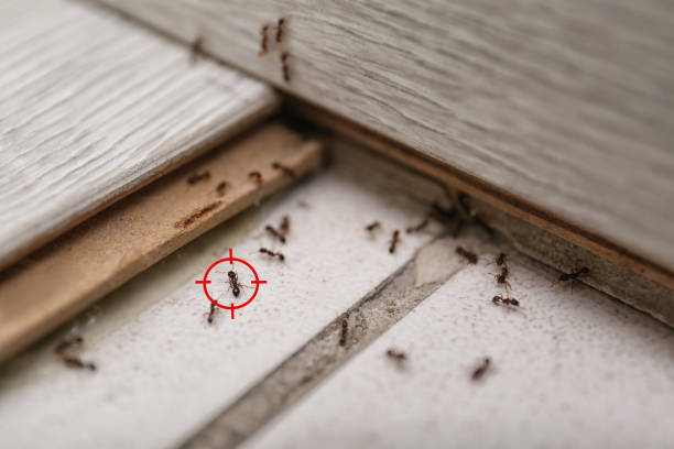 Wildlife Control Services in Highlandville, MO