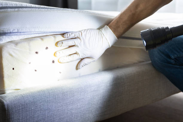 Professional Pest Control in Highlandville, MO