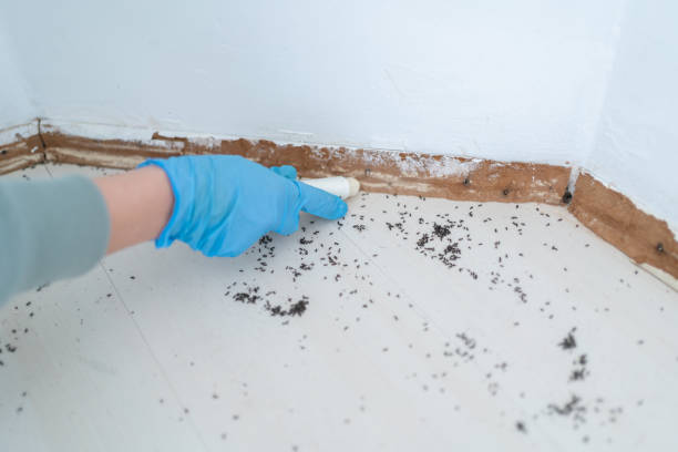 Best Best Pest Control Companies  in Highlandville, MO