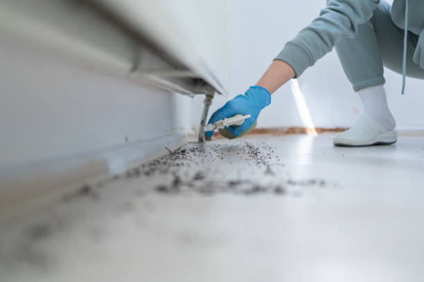 Best Ant Control Services  in Highlandville, MO
